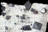 Octahedral Magnetite Crystals - Australia #63328-1